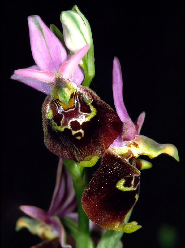 Orchidee di Taranto